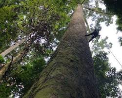 We did not find results for: Tallest Tree Ever 100 Meters Tall Tree Dubbed As Everest Of Trees Weirdnews Dunya News