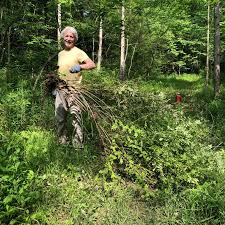 Crossvine, Bignonia capreolata is...