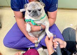 At friendship animal hospital, our veterinarian recognizes the special connection you share with your pet. Veterinary Services West Friendship Animal Hospital