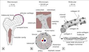 Lamellar bone makes up the compact or cortical bone in the skeleton, such as the long bones of the legs and arms. Hierarchic Structure Of Bone And Bone Tissue From Macroscopic A To Download Scientific Diagram