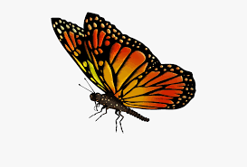 See more ideas about butterfly, png, butterfly clip art. Flying Butterflies Transparent Png Transparent Background Butterfly Gif Png Png Download Kindpng