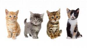 Clear Your Calendars Uberkittens Are Back In Denver Fort Collins And Colorado Springs Uber Blog