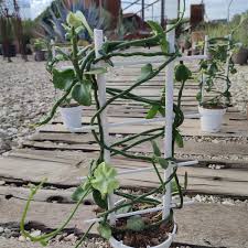 Image result for Ceropegia monteiroae