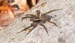 It is located near the second largest city in the state, huntington. Spiders Appalachian Pest Control