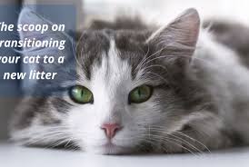 Does goat milk taste good? Part 1 A Cat Food With All The Answers Raw Nutrition Intro St Petersbark
