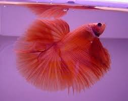 Pin By Ashley Nicole Squires On Favourite Pets Betta Fish Fish Betta Fish Care