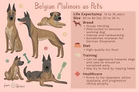 Belgian Malinois Full Profile History And Care