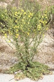 La Molene A Feuilles Sinuees Verbascum Sinuatum Est Une Plante Herbacee Vivace Qui Peut Atteindre 2 M De Haut La Tige Pa Feuille Plante Herbacee Plante