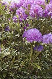 Pin On Azaleias Rododendros