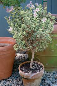 Image result for Pelargonium domesticum round-leaved bushy