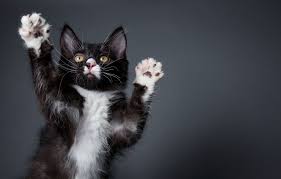 Image result for adorable cat