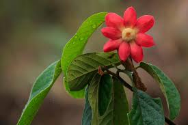 Image result for Uvaria