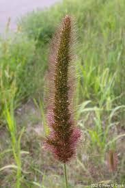 Image result for Setaria viridis