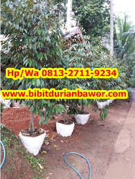 Contohnya, jika anda mahu dapatkan income sebulan sebanyak rm105k semusim dengan menjual durian musang king, anda kena mula tanam dari hari ini. Budidaya Durian Bawor Kuningan Spesial Hp Wa 0813 2711 9234
