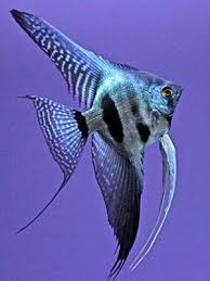 saf 4487 ya piinoyblacklace aquarium fish live freshwater fish beautiful tropical fish