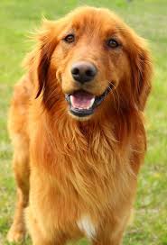 Grr's second function is to provide public education about responsible dog ownership and, in particular, about the golden retriever breed. Beautiful Golden Retriever Smile Golden Retriever Rescue Golden Retriever Smile Dogs Golden Retriever