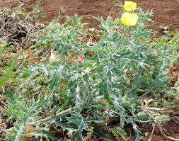 Image result for Argemone mexicana