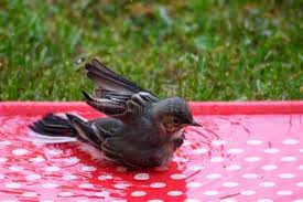If it's extra cold, you can make the water slightly hot. 128 Baby Bird Wagtail Photos Free Royalty Free Stock Photos From Dreamstime