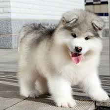 German shepherds have a double coat which is close and dense with a thick undercoat. é˜¿æ‹‰æ–¯åŠ å›¾ç‰‡å¤§å…¨é˜¿æ‹‰æ–¯åŠ ç‹—å›¾ç‰‡ ç‹—ç‹—ç™¾ç§' åŠ¨ç‰©ä¸–ç•Œç½'