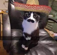 Lasang | El gatote Admin 1~🍤 #cat #catmemes #memes #catto | Instagram