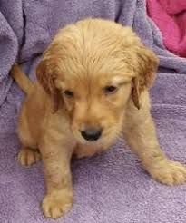 Jul 11, 2021 · browse thru wolf hybrid puppies for sale in usa area listings on puppyfinder.com to find your perfect puppy. Gorgeous Golden Retriever Puppies Males And Females Available El Paso Tx Free Classifieds In Usa