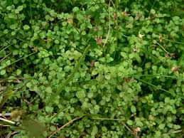 Image result for Cliffortia serpyllifolia