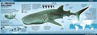El Tiburon Ballena 8 De Noviembre 2013 Tiburon Ballena Ballena Tiburones