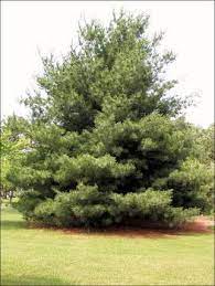 White Pine Natural Resource Stewardship