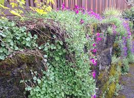 Check spelling or type a new query. Cascading Perennials At Portland Nursery