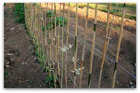 Don't be fooled by the tiny size of the seeds! Green Bean Trellis Pole Beans Need Your Support