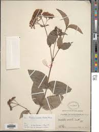 Image result for Rogiera cordata