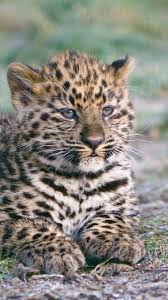 Check spelling or type a new query. Download Wallpaper 938x1668 Cheetah Cub Lying Predator Iphone 8 7 6s 6 For Parallax Hd Background