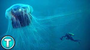 In 1870, a lion's mane jellyfish was found washed up on the massachusetts bay. Lion S Mane Jellyfish World S Weirdest Animals Youtube