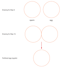 Compare meiosis in male and female germ cells, and use crossovers to increase the number of possible gamete genotypes. Activities And Answer Keys Ck 12 Foundation
