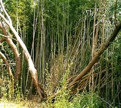 Image result for Justicia phyllostachys