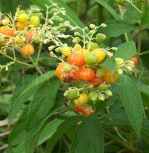 Image result for Hoslundia