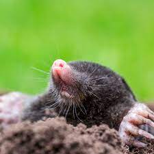 How to keep moles out of my garden. Mole Relief Pest Control From Gardens Alive