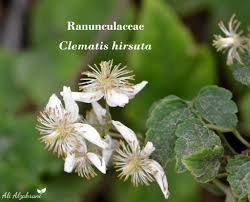 Image result for Clematis hirsuta