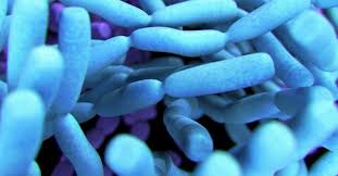 Image result for probiotics