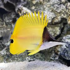 Saltwater Aquarium Fish For Marine Aquariums Yellow
