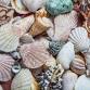 Seashells for Young Beachcombers
