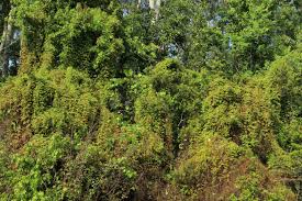 Image result for Lygodium microphyllum