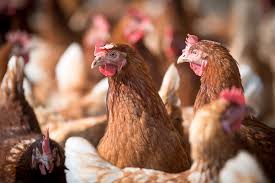 Check spelling or type a new query. Yuk Belajar 5 Cara Merawat Ayam Petelur Agar Hasil Maksimal Trikmerawat Com