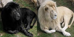 1,744,523 likes · 1,136 talking about this. Existen Realmente Los Leones Negros Cuyas Imagenes Se Han Vuelto Virales Canal 1
