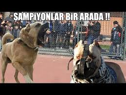 Sampiyonlar Bir Arada Kangal Pitbull Rottweiler Bully Power Dog Strongest Dog Best Video Youtube