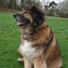 If for any reason you find it necessary to rehome your leo please do not feel embarrassed by contacting us, we have far more experience in our breed than rescue kennels/homes, and any online groups, services. Leonberger Borrowmydoggy Leaving Pawprints Of Happiness