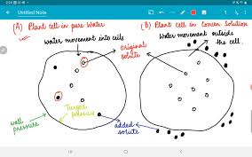 Hypertonic solutions have a higher solute concentration. Solved Draw A Plant Cell In Pure Water Add Dots To Indicate Solutes Inside The Cell Now Add Dots To Indicate An Incre