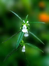 Image result for Leucas songeana