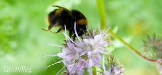 They provide delicious and nutritious fruit every year. Flowers For Vegetable Gardens