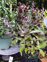 Image result for Vitex trifolia